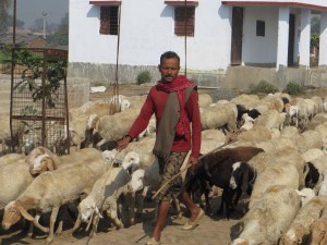 As we sat in the meeting, a man drove a large herd of sheep by.