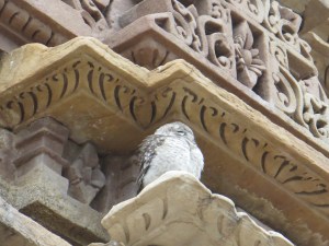 We saw 6 owls in total! This one threw up for us--but I wasn't quick enough with the camera!