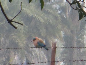 This is an Indian blue jay, they told me. Gorgeous, large, in flight the wings are stunning.